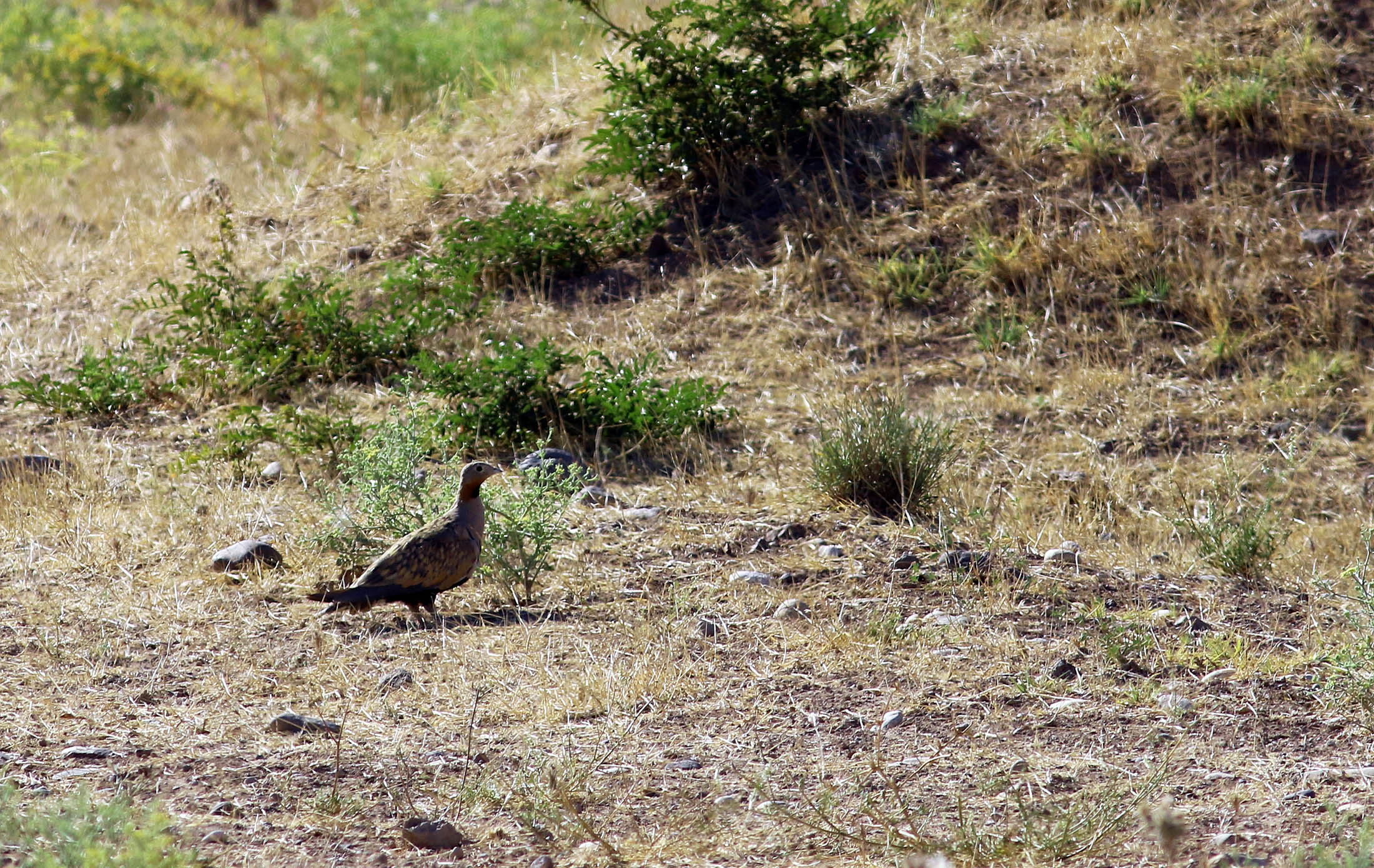 Black-bellied Sandgrouse